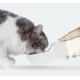 Поїлка-пляшка дорожня з мискою для собак Purlov 21033